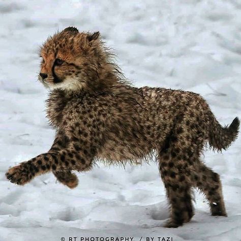 Cheetah Cub, Cheetah Cubs, Wildlife Biologist, Cat Anatomy, Baby Cheetahs, Pretty Animals, Cheetahs, Cute Wild Animals, Cat Aesthetic