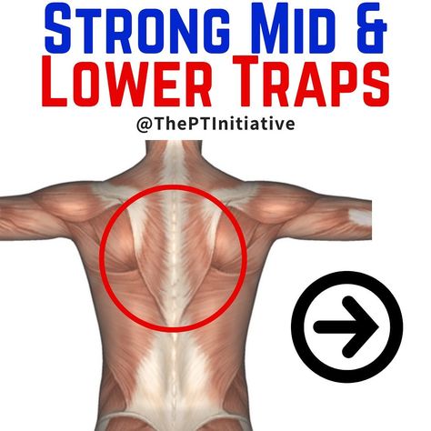 Dr. Adam McCluskey PT, DPT on Instagram: “Strengthen Your Mid and Low Traps!...(Swipe left to see the exercises) . . . . 🚨Have you downloaded my 3 Phase Shoulder Blueprint yet? It's…” Mid Trap Exercises, Lower Trap Exercises, Trap Exercises, Traps Workout, Upper Body, Back Pain, On Instagram, Quick Saves, Instagram