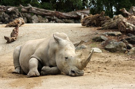 Biodiversity loss is the very real end of the world and no one is acting like it Biodiversity Loss, Ocean Trench, Black Rhinoceros, Mass Extinction, History Of Earth, Wall Carvings, African Savannah, Science Stories, Nature Words