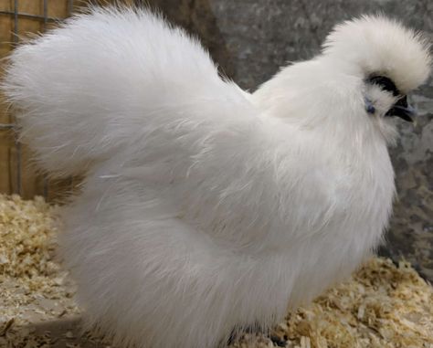 What is a Silkie chicken - Scrumptious Silkies Bantam Breeds, Silkie Hen, Silkie Bantam, Bantam Chickens, Game Fowl, Poultry Supplies, Silkie Chickens, Egg Production, Metal Chicken