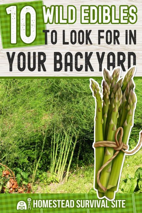 Edible Grass, Homestead Lifestyle, Medicinal Wild Plants, Survival Preparedness, Wild Foraging, Wild Food Foraging, Foraging Recipes, Edible Wild Plants, Foraged Food