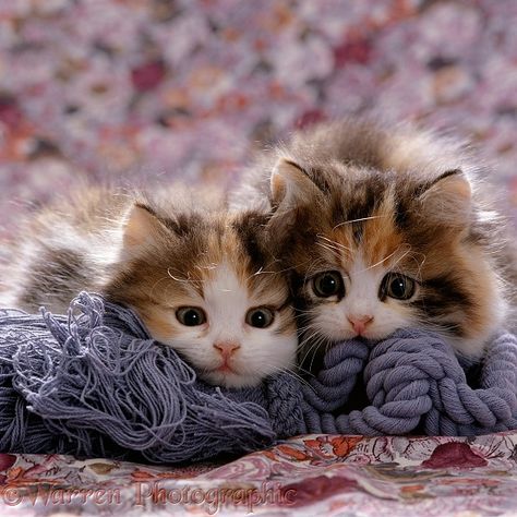 Persian-cross Tortoiseshell-and-white kittens, 8 weeks old, lying on some blue soft rope. Söt Katt, Siamese Kittens, Domestic Cat, Cute Kittens, Pretty Cats, Tandem, Beautiful Cats, Baby Cats, 귀여운 동물