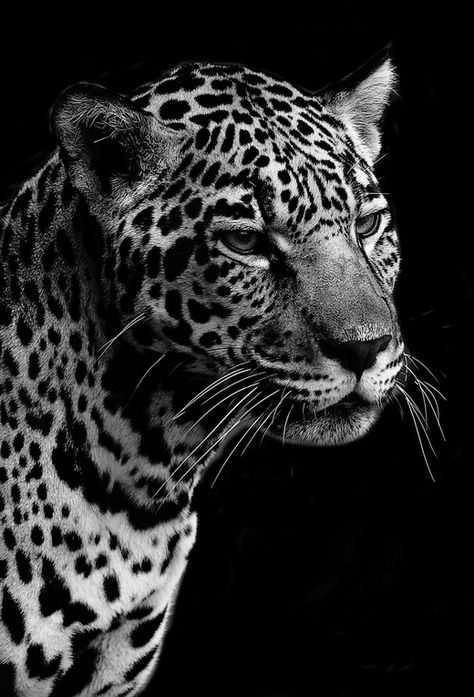 Jaguar Portrait by Brenden Scott - Fun fact: Jaguars are the largest cats in the Western Hemisphere and the third largest overall. Only lions and tigers are bigger. Jaguar Portrait, Jaguar Animal, Wild Animal Wallpaper, Gato Grande, Kamakura, Black And White Aesthetic, Large Cats, Leopards, Animal Wallpaper