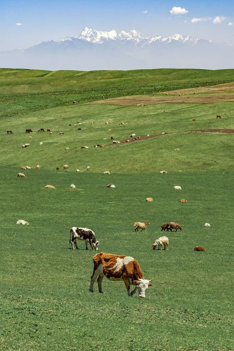 Nature Verte, Cow Photos, Field Wallpaper, Wall Phone, Hijau Mint, Cow Pictures, Green Field, Grass Field, Alam Yang Indah