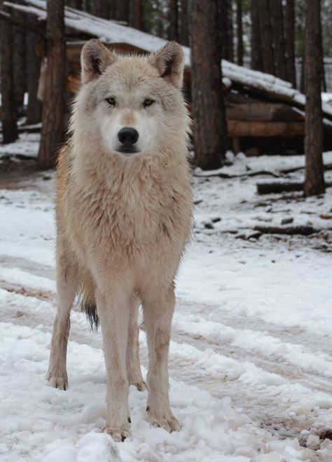 Alaskan Tundra Wolf Tundra Wolf, Wolf Therian, Pet Wolf, Werewolf Stories, Endangered Species, The Guardian, Animals Wild, Husky, Paradise