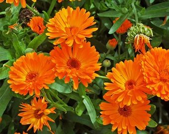 GardenFlowerSeed - Etsy Calendula Officinalis, Calendula Flower, Rare Seeds, Rose Seeds, Zinnia Flowers, Organic Soil, Moon Garden, Outdoor Flowers, Sustainable Garden