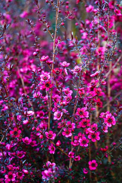 Australian Native Cottage Garden Plants, Front Gardens Australia, Australian Native Flower Garden, Australian Native Hedge, Australian Cottage Garden, Australian Native Cottage Garden, Native Garden Australia, Australian Native Garden Landscaping, Australia Plants