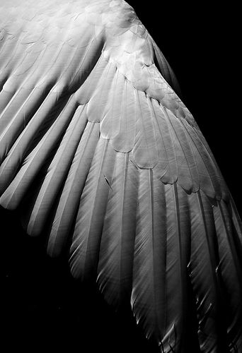 Wings of Desire by The Green Album, via Flickr swan wing... Seraph Angel, Wings Of Desire, Nejire Hadou, Ange Demon, Wings Art, Feather Wings, White Wings, Desenho Tattoo, Foto Art