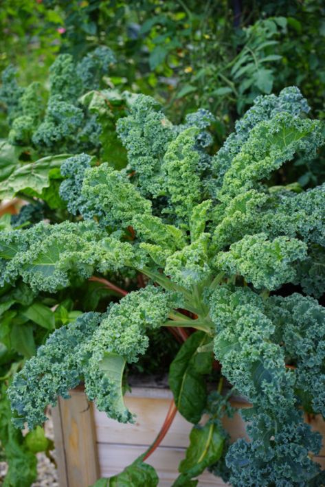 How To Harvest Kale, Harvest Kale, Types Of Kale, Red Russian Kale, Harvesting Kale, Kale Plant, Dinosaur Kale, Growing Kale, Vegetable Salads