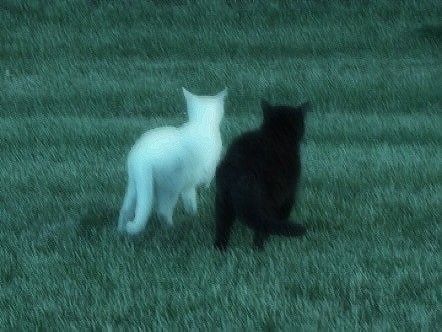 Cute Black Cat Aesthetic, Black Cats Aesthetic, People And Cats, Pretty Flowers Pictures, Being Weird, Black Cat Aesthetic, Cat Landscape, Dark Green Aesthetic, Dark Nature Aesthetic