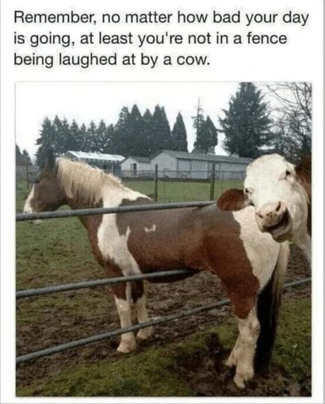 Funny Animal Quotes, Humour, Farm Quotes, Tgif Funny, Animal Humour, Animals Farm, Friendly Reminder, Funny Animal Jokes, Silly Animals