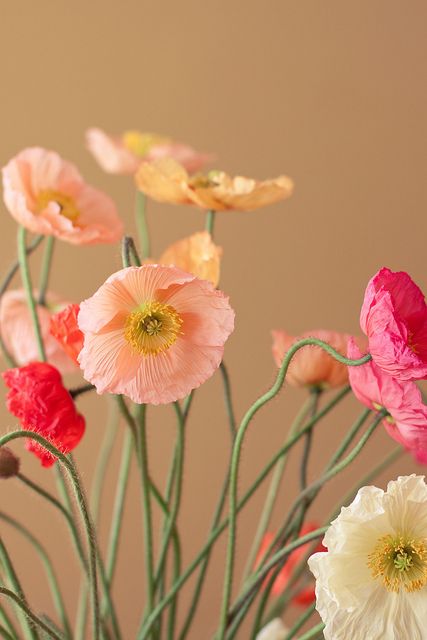 amapolas Flowers Images, Fleur Orange, Deco Floral, Arte Floral, Poppy Flower, Beautiful Blooms, Flowers Nature, Flower Photos, Love Flowers