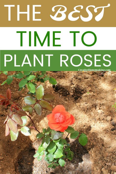 Rose Planting Ideas How To Grow, What To Plant With Roses, How To Plant Roses, When To Plant Roses, Transplanting Roses, Planting Rose Bushes, Plant Knowledge, Roses Garden Care, Prune Roses