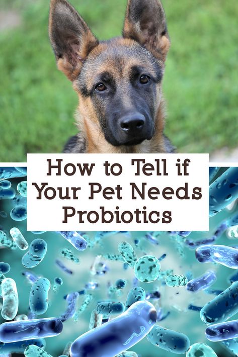 Pet Lab Co Probiotic, Probiotic Food For Dogs, Diy Dog Probiotic, Dog Supplements Natural, Homemade Dog Probiotics, Probiotic For Dogs Diy, Probiotic Treats For Dogs, Dog Probiotics Natural, Gut Health For Dogs