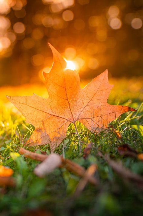 Autumn maple leaf on green grass, macro closeup. Autumn Leaf Photography, Macro Nature Photography, Advanced Higher Art, Macro Photography Nature, Higher Art, Leaf Photography, Unique Fall, Backgrounds Wallpapers, Autumn Nature