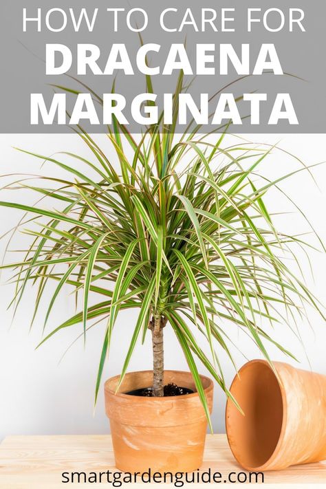 Madagascar Dragon Tree Care - Dracaena Marginata - Smart Garden Guide Dragon Tree Plant Indoor, Dragon Plant Indoor, Dracena Plant Care, Dracaena Plant Care, Dracena Plant, Dragon Tree Plant, Dracena Marginata, Marginata Plant, Dragon Plant