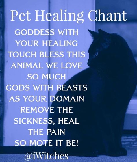 Pet Healing, Lavender Moon, Witchcraft Spells For Beginners, Spells For Beginners, Easy Spells, Witch Quotes, Witch Spirituality, Healing Magic, Magic Spell Book