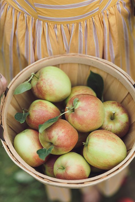 Apple Picking Captions For Instagram, Apple Captions For Instagram, Apple Picking Quotes, Apple Picking Caption, Apple Orchard Pictures, Apple Puns, Apple Picking Photos, Apple Quotes, Seasons Poem