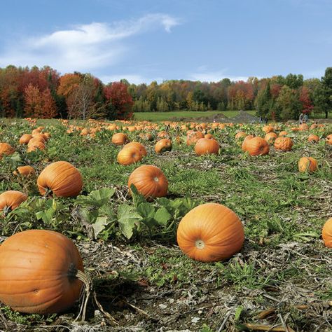 Pumpkin Field, Best Pumpkin Patches, Pumpkin Vine, Cucumber Beetles, Growing Pumpkins, New England Travel, Pumpkin Picking, Corn Maze, Fine Gardening