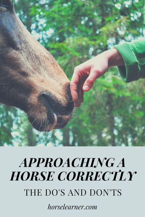 Horse Behavior, Horse Care Tips, Horse Facts, Horse Info, Equestrian Problems, Horse Riding Tips, Natural Horsemanship, Horse Things, Horse And Rider