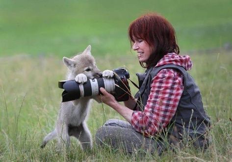 Wolf Puppy, Wolf Pup, Wildlife Photographer, Curious Creatures, Silly Animals, Funny Animal Memes, Animal Tattoos, 귀여운 동물, Animal Memes