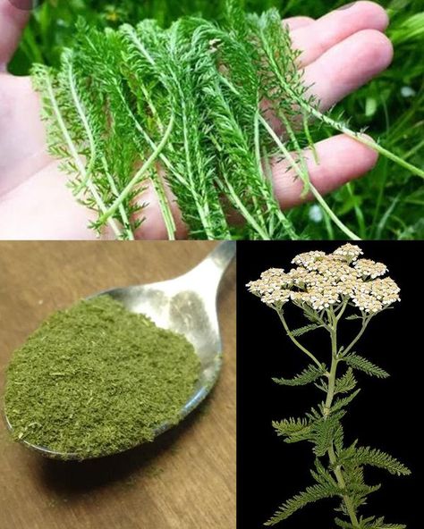 Plants and gardening Yarrow Benefits, Yarrow Tea, Yarrow Oil, Preserve Fresh Herbs, Be Valued, Plants And Gardening, Achillea Millefolium, Hydrangea Not Blooming, Alternative Christmas Tree