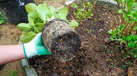 Transplanting Hydrangeas, Little Lime Hydrangea, Lace Cap Hydrangea, Annabelle Hydrangea, Large Hydrangea, Types Of Mulch, Endless Summer Hydrangea, Limelight Hydrangea, Panicle Hydrangea