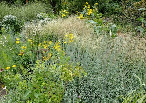 Feather Reed Grass, Plant Combos, Fine Gardening Magazine, Naturalistic Garden, American Meadows, Meadow Garden, Garden Calendar, Planting Plan, Fine Gardening