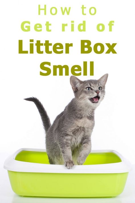 Cat Litter Smell, Litter Box Smell, Diy Litter Box, Cat Pee Smell, Cat Urine Smells, Cleaning Litter Box, Cat Litter Tray, Cat Repellant, Smelly Cat