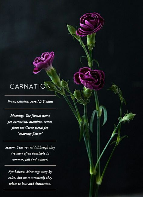 Carnation Design, Forgotten Things, Flower Magic, Greenery Centerpiece, Gardening Inspiration, Flower Guide, Flower Meanings, Wicca Witchcraft, Carnation Flower