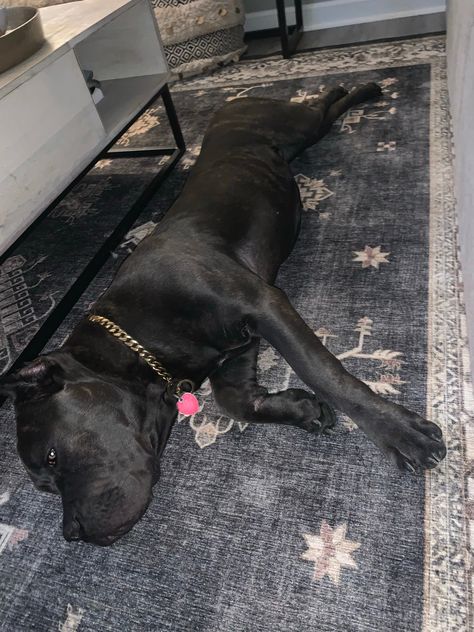 Friendly 13 Month Old Female Cane Corso Puppy Cane Corso Grey, Female Cane Corso, Cane Corso For Sale, Cane Corso Puppy, Pug Puppies For Sale, Dark Grey Coat, Puppies For Sale Near Me, Cane Corso Puppies, Corso Dog