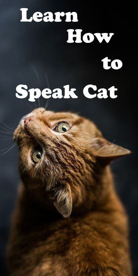 Vacation Hacks, Cat Noises, Cat Tips, Cat Language, Cat Hacks, Cat Talk, Cat Parenting, Cat Signs, Cat Training