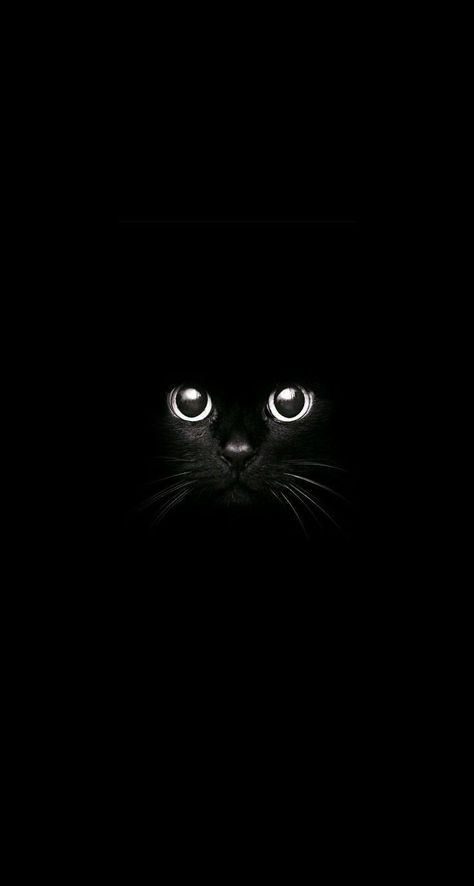 Wallpaper Cat, A Black Cat, Wallpaper Black, Cat Wallpaper, Cat Art, In The Dark, A Black, Cute Cat, Black Cat