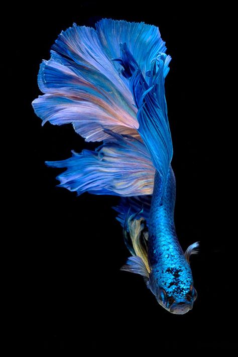 Betta Fish Pictures, Adobe Sand, Fish References, Fish Sides, Fish Accessories, Fish Sketch, Fish Color, Fish Watercolor, Betta Fish Types