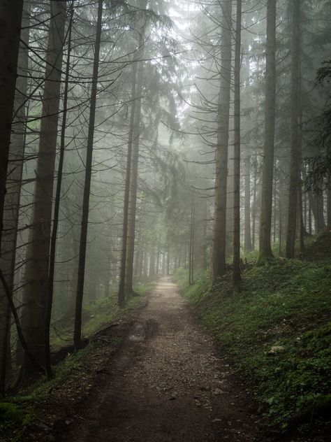 Forest Trail, Park Pictures, Foggy Forest, Forest Path, Misty Forest, Forest Pictures, Walk In The Woods, Nature Images, Nature Aesthetic