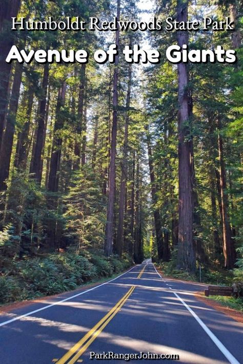 Avenue Of The Giants, Humboldt Redwoods State Park, 2023 Vacation, Coast Redwood, Coastal Redwood, Oregon Trip, Redwood National Park, Kings Canyon National Park, The Redwoods