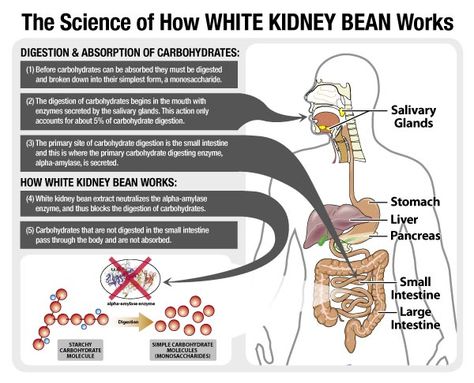 White Kidney Beans Benefits Carb Blocker, White Kidney Beans, Kidney Bean, Fast Metabolism Diet, Fast Metabolism, Kidney Beans, Burn Belly Fat, Good Healthy Recipes, Reduce Weight