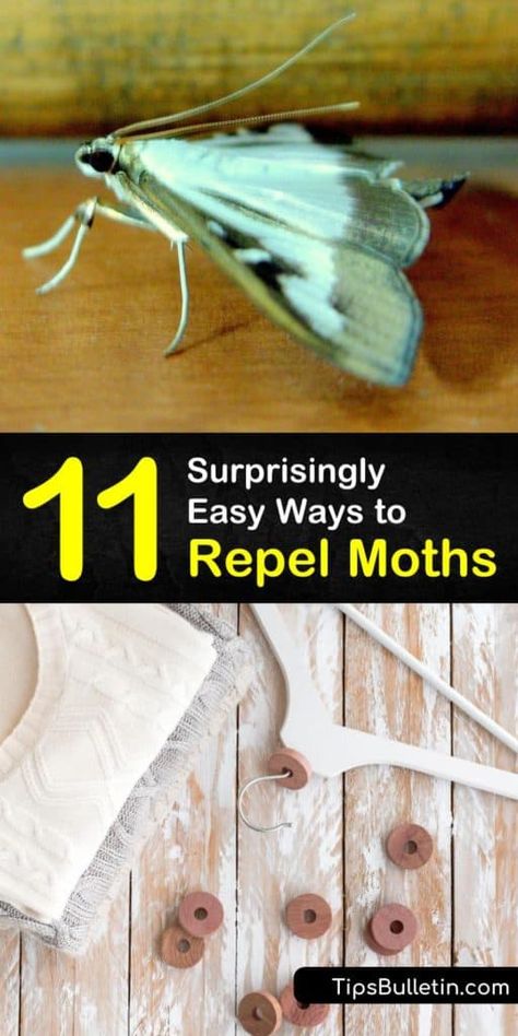 Get Rid Of Moths In House, How To Get Rid Of Moths In Pantry, How To Get Rid Of Moths In Closet, Moth Traps Diy, How To Get Rid Of Moths In The House, Moths In Closet, Moth Larvae, Getting Rid Of Moths, Pantry Moths