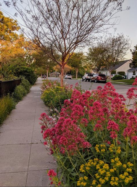 Parkway Landscaping, Garden Curb Appeal, Flowers Backyard, California Gardening, Sidewalk Landscaping, Landscape Backyard, Backyard Garden Landscape, Backyard Gardening, Front Yard Design