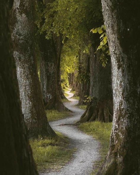 Pathway in Danube, Regensburg, Germany.  • Regensburg, a Bavarian city on the Danube River in southeast Germany, is known for its well-preserved medieval core. The 12th-century Stone Bridge, a 310m-long icon with 16 arches, crosses the river to the old town.   📷@rosenfeld.mandy Medieval Germany, Regensburg Germany, Danube River, Stone Bridge, Saxony, City Aesthetic, Medieval Fantasy, Germany Travel, Fantasy Landscape