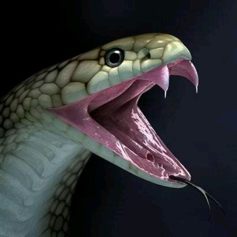 The label said "King Cobra" but cobras have tiny fangs. King Cobra Snake, Macan Tutul, Poisonous Snakes, Snake Drawing, Cobra Snake, Cute Snake, Snake Venom, Snake Art, Beautiful Snakes