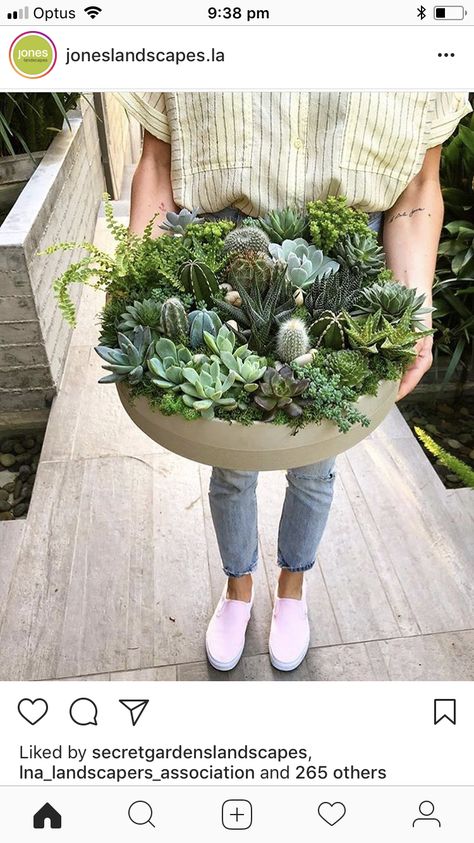 Plant Bowls Decor, Succulent Bowls Outdoor, Succulents Indoor Display, Bowl Planter Ideas, Cactus Bowl, Bowl Garden, Succulent Bowl, Succulent Bowls, Patio Projects