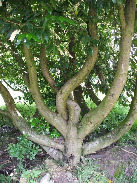 All sizes | laurel tree... | Flickr - Photo Sharing! Chb Cabins, Interesting Trees, Magical Trees, Laurel Tree, Forest Grove, Magical Tree, Mountain Ash, Sacred Tree, Old Oak Tree