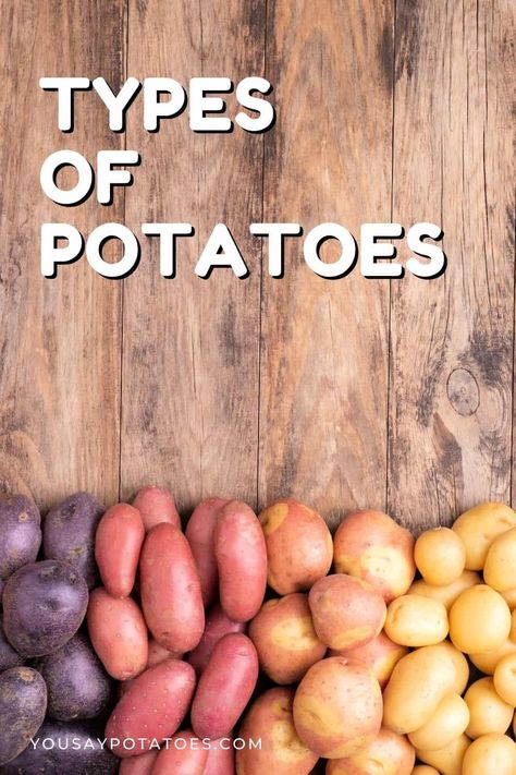 There are many types of potatoes! If you're wondering what potato varieties are best for mashing, salads, or roasting, then this epic list of all the different kinds of potato will help. There are many different types of potatoes. Nearly 5,000, in fact! But which ones do you need for different cooking methods? Whether you’re... Read More Types of Potatoes © You Say Potatoes. Different Kinds Of Potatoes, Potato Types And Uses, Different Types Of Potatoes, Gemstone Potatoes, Potato Types, Kinds Of Potatoes, Baked Potato Microwave, Blue Potatoes, Sweet Potato Dishes