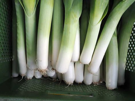 10 Health and Nutrition Benefits of Leeks and Wild Ramps How To Cook Leeks, Wild Ramps, Roasted Leeks, Creamy Pasta Sauce, Flavorful Vegetables, Leek Soup, Creamy Potato, Healthy Sides, Beneficial Bacteria