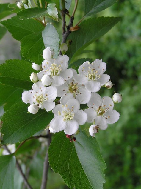 Hawthorne Flower, Hawthorn Flower, Inspiring Tattoos, Hawthorn Tree, List Of Flowers, Spring Pictures, Red Grapes, Month Flowers, River Walk