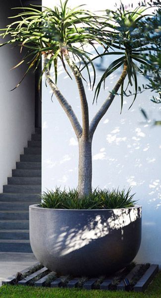 [AffiliateLink] 13 Must Have Garden Pots Ideas Outdoor Planters Tips and Tricks You Have To Try This Season #gardenpotsideasoutdoorplanters Large Modern Planters Outdoor, Aloe Tree Landscaping, Potted Planters For Patio, Large Pot Plants Outdoor, Modern Plants Outdoor, Outdoor Potted Plant Ideas, Large Potted Plants Outdoor, Pot Plants Outdoor Patio, Large Outdoor Planter Ideas