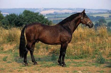 Cleveland Bay, Bay Horses, Faster Horses, Pony Breeds, The British Royal Family, The Stables, English Horse, Bay Horse, Types Of Horses