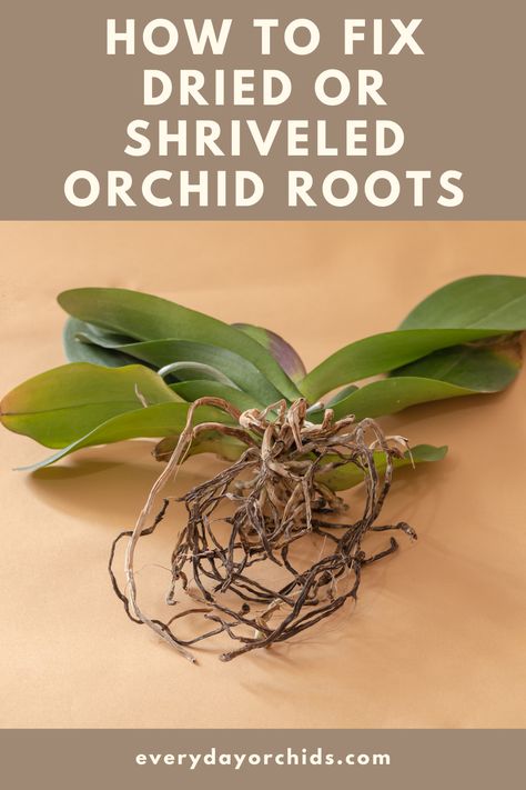 Orchid Diseases, Monkey Orchid, Repotting Orchids, Indoor Orchids, Orchid Plant Care, Orchid Roots, Orchid Leaves, Plant Care Houseplant, Root Rot