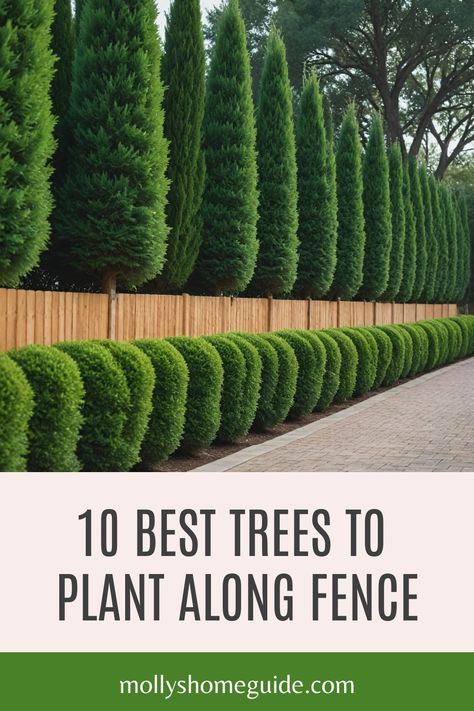 Looking to create privacy along your fence line? Planting the best trees for border and privacy is a great way to enhance your outdoor space. Consider fast-growing privacy trees like Leyland Cypress or Thuja Green Giant for quick results. For smaller yards, narrow evergreens such as Sky Pencil Holly are perfect options. Discover the top 5 privacy trees that not only provide screening but also add beauty to your landscape. Trees To Line Fence, Outdoor Privacy Trees, Large Trees Landscaping, Border Trees Backyards, Holly Sky Pencil Landscaping, Green Giant Thuja, Pine Tree Privacy Landscaping, Green Privacy Screen, Trees As Privacy Fence